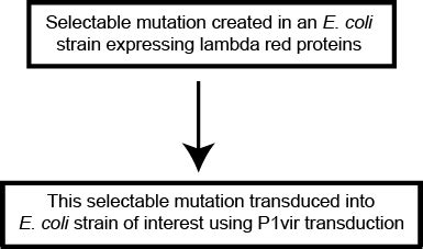 Transduction And Lambda Red Overview Goldbio