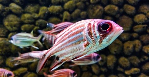 Squirrelfish A Z Animals