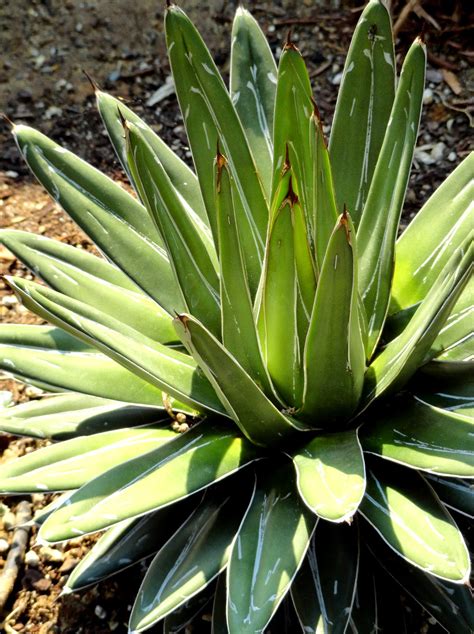 Photo #45374 | Agave victoriae-reginae | plant lust