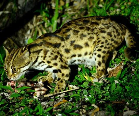 Kucing Hutan Untuk Dijual Malaysia Info Mengenai Kucing Hutan Kucing