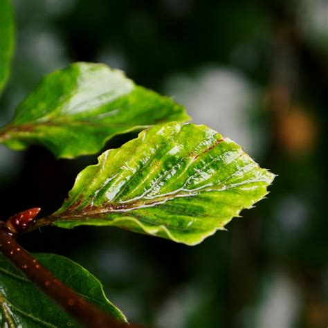 Free Images Tree Nature Branch Rain Leaf Flower Petal Wet