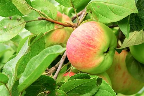 Las Manzanas Maduras Verdes Crecen En Una Rama De Manzano Concepto De