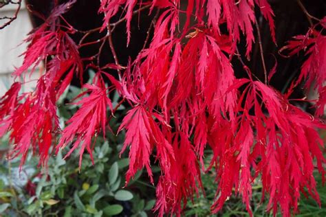 How To Grow Red Dragon Japanese Maples Gardeners Path