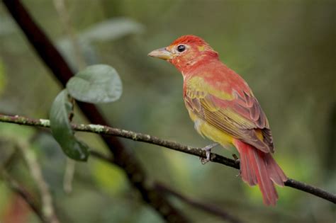 Piranga Rubra Juvenile Male Summer Tanager Piranga Ab Flickr