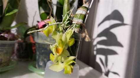 Catasetum cirrhaeoides яркость и нежность в одном флаконе Катасетум