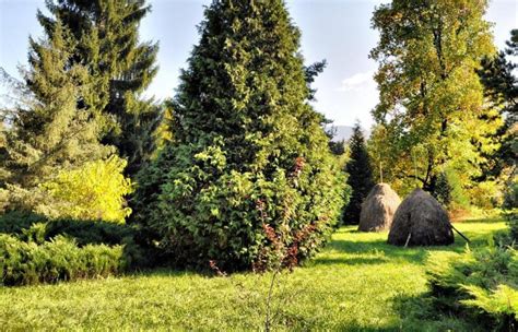 Parcul Dendrologic Arboretum Silva Din Gurahont Parcuri Arad Sky Trip