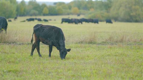 Vaca Oscura En Un Pasto De Verano Hierba Verde De Vaca Negra En