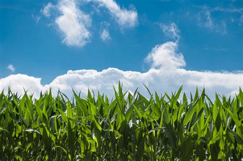 Fotos Gratis Paisaje Naturaleza C Sped Nube Planta Campo Granja