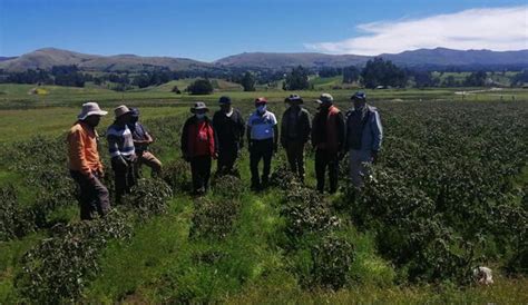 Ayacucho 51 000 Hectáreas De Cultivos Afectados Por Heladas Y