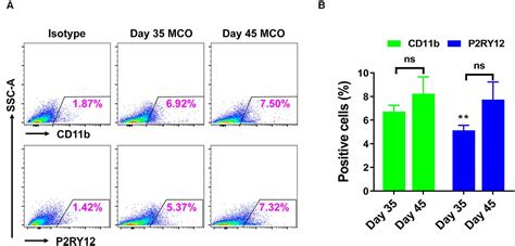 Frontiers Novel Scalable And Simplified System To Generate Microglia