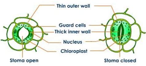 Homeostasis - Angiosperms