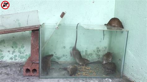 Rat Trap Water 🐀 3 Mice In Trapped 1 Hour 🐭 Mouse Rat Trap 👍 How To