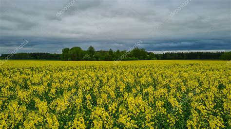 La Colza Colza O Colza En Lat N Brassica Napus Semilla De Colza Es