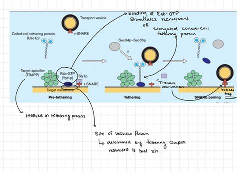 Mechanisms of hormone secretion Flashcards | Quizlet