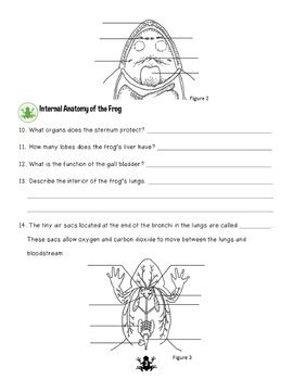 Frog Dissection Lab by Science Teaching Junkie Inc | TpT