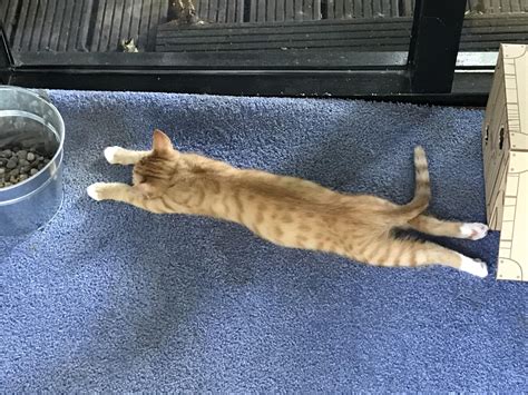 Ollie Doing A Big Kitten Stretch R Ooobigstretch