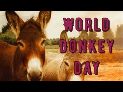 World Donkey Day May 8th Celebrating The Unsung Heroes Of