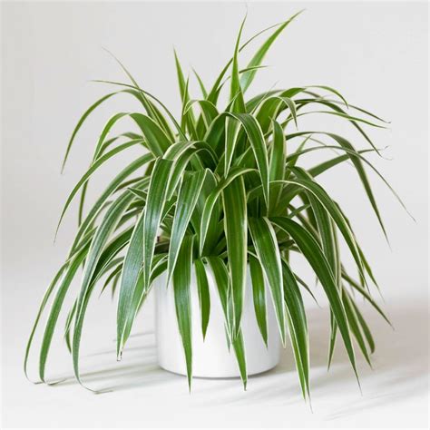 Urban Gardener Products Plants Spider Plant Chlorophytum Comosum