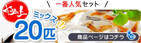 メダカのbasis オロチダルマメダカ 有精卵50α個 卵 めだか ペット用品