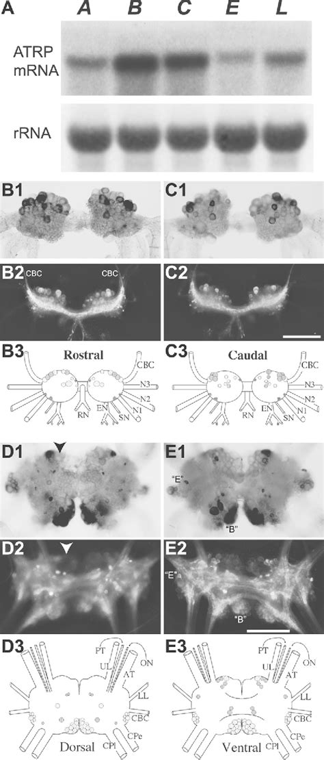 Figure From Feedforward Compensation Mediated By The Central And