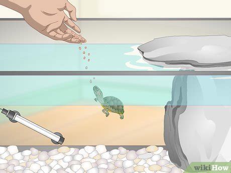 how to take care of small turtles at home