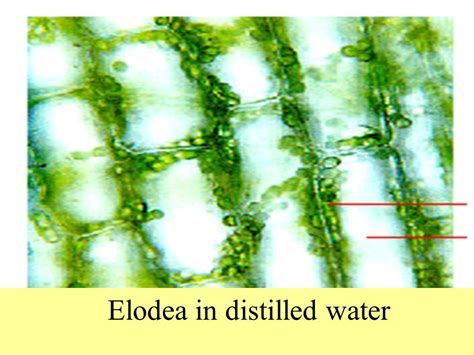 Elodea Cell In Distilled Water