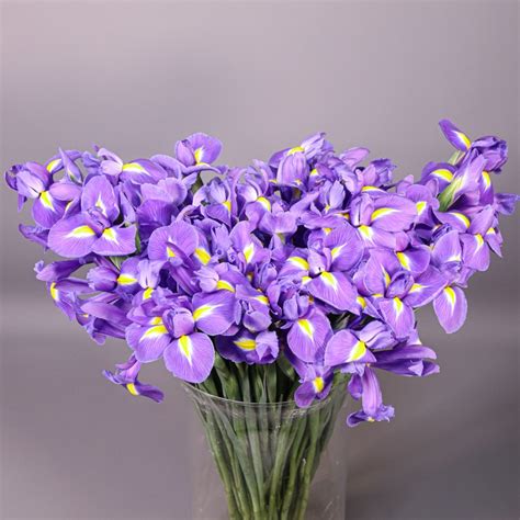 Ram D Iris Holand S Flors Fresques Flors Catalunya