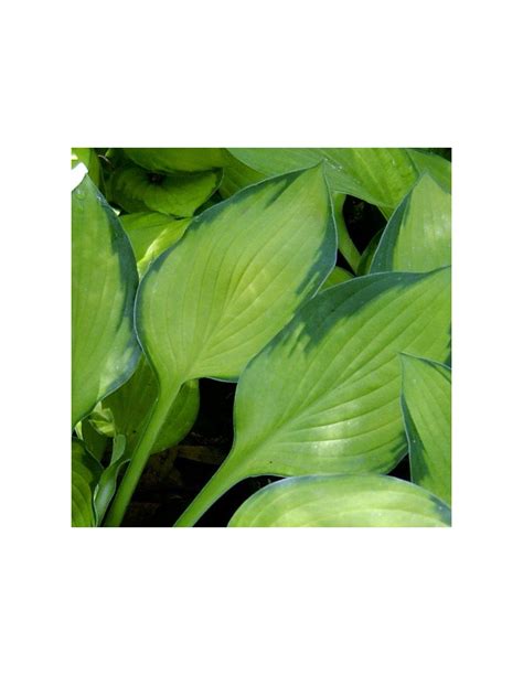 Hosta Fortunei Gold Standard