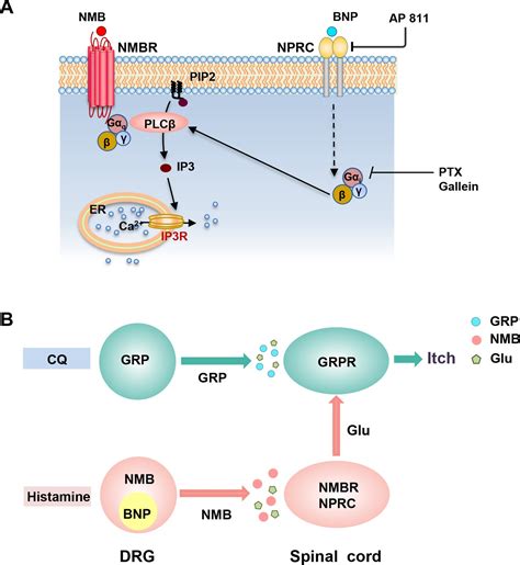 Figures And Data In Bnp Facilitates Nmb Encoded Histaminergic Itch Via