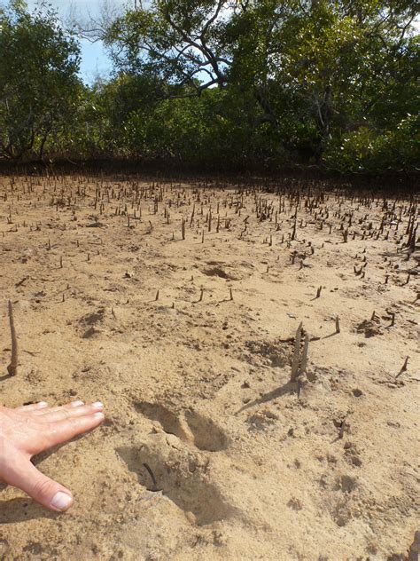 Mangroves