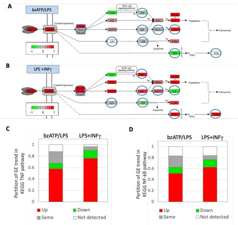 Pi K Akt Pathway From The Kegg Pathway Map Of Tnf Signaling Labelled By