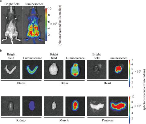 In Vivo And Ex Vivo Imaging Of CAG ELuc Transgenic Mouse Founder No