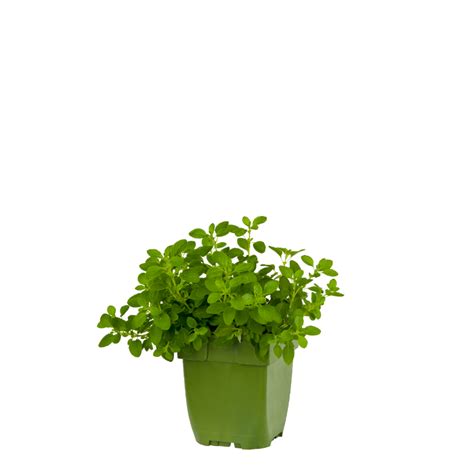 Oregano Origanum Vulgaris Compactum Pot Cm Tuincentrum Bull