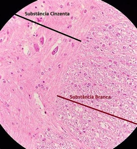 Histologia Histologia Do Sistema Nervoso