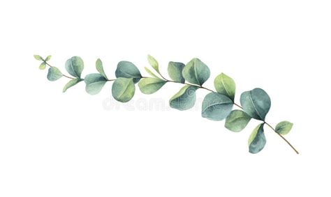 Watercolor Vector Vector Hand Painted Green Eucalyptus Branch Stock