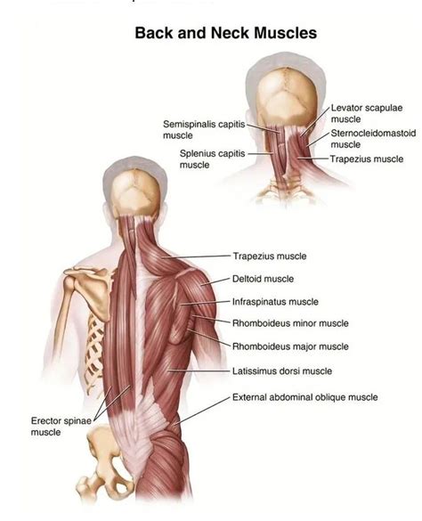 Back And Neck Muscles MEDizzy