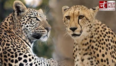 Difference Between Cheetah And Leopard