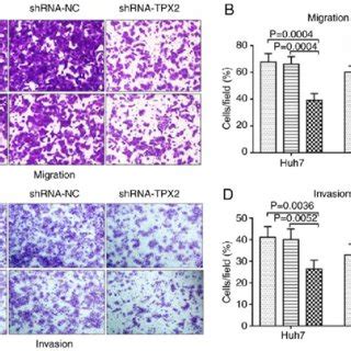 Effect Of Tpx Silencing On The Migration And Invasion Of Huh And