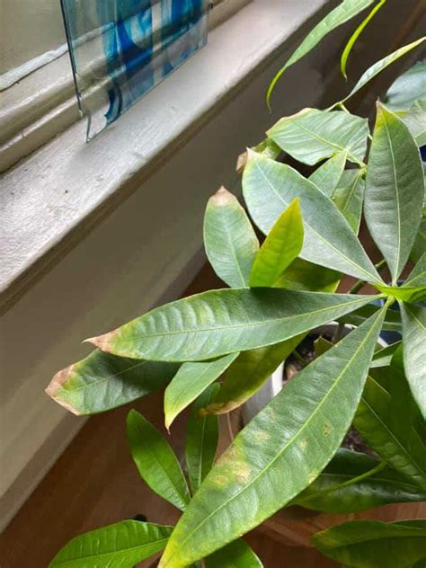 Money Tree Leaves Turning Brown With Easy Fixes Plants Craze