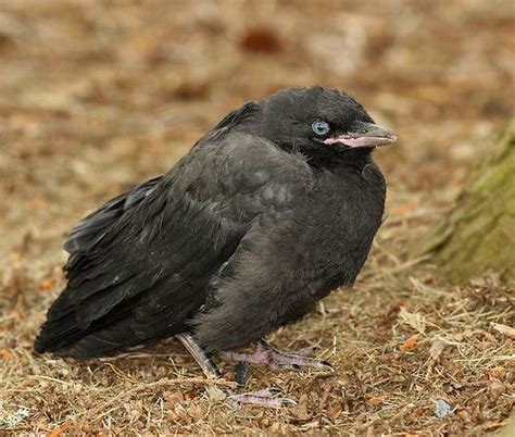 American Crow Fledgling Corvus Brachyrhynchos Crow Art Raven Art