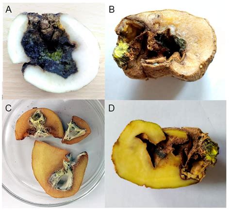 Jof Free Full Text Trichocladium Solani Sp Nov—a New Pathogen On Potato Tubers Causing