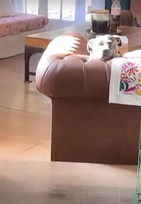 Un Sillón De Cuero Tipo Chesterfield Donde Descansa Su Perro Un