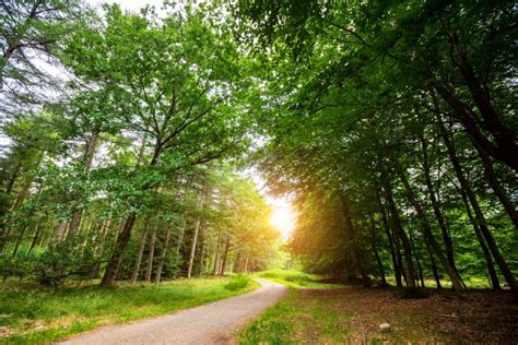 Background Jalan Melengkung Di Hutan Hijau Di Musim Semi Dengan Sinar