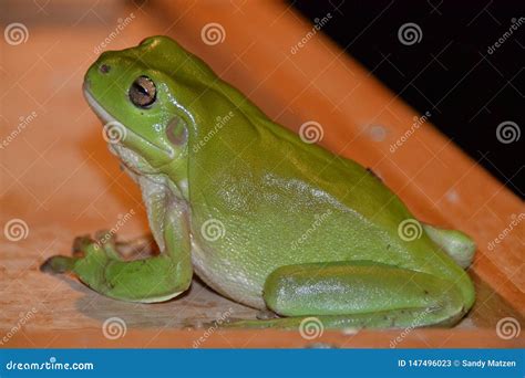 Australian Green Tree Frog Litoria Caerulea Stock Image Image Of