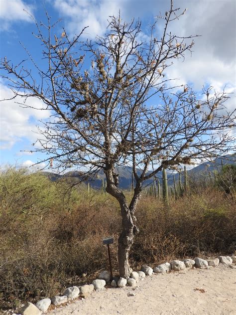 Ceiba aesculifolia parvifolia from Zapotitlán Pue México on December