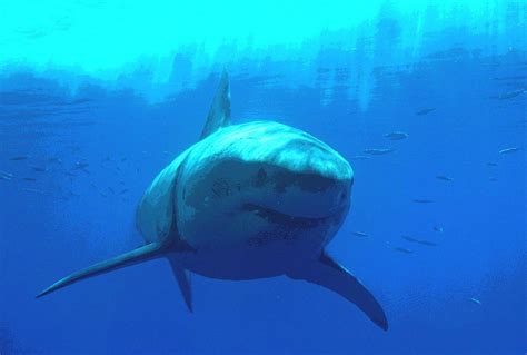 Great White Shark Wallpaper Animals Town