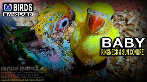 Ringneck And Sun Conure Baby Parrot Mshm 606 Birds Bangla Bd Youtube