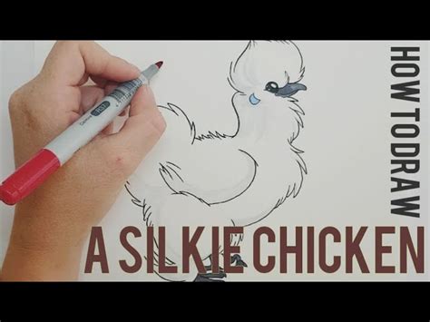 Baby Japanese Silkie Chicken