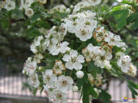 Single Seed English Hawthorn Crataegus Monogyna 20 Tree Seeds Showy