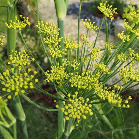 Sweet Fennel Irish Seed Seeds Stuff Seeds Ireland